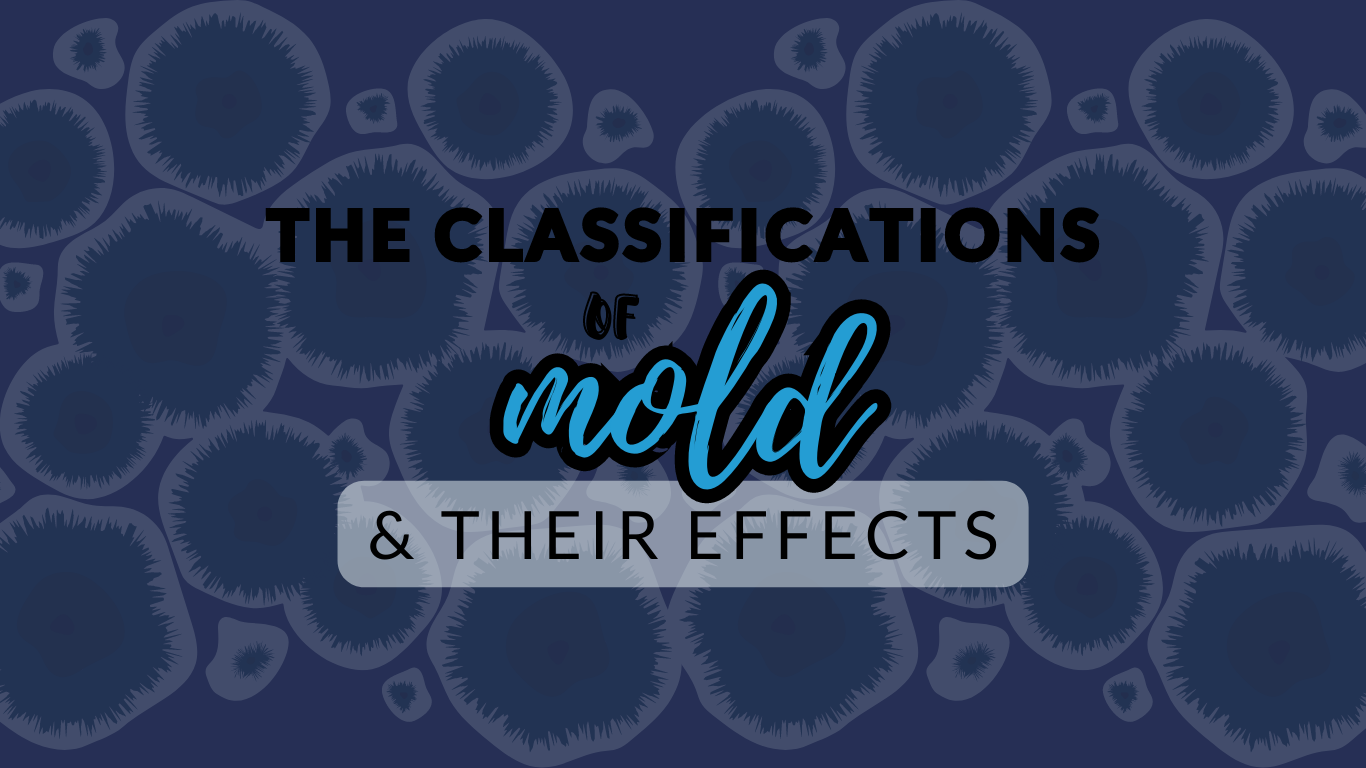 Different Types of Mold and Their Characteristics